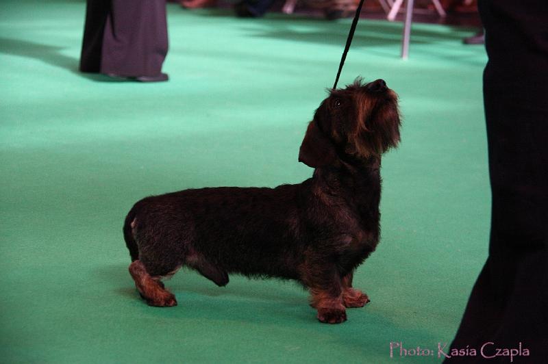 Crufts2011_2 732.jpg